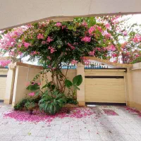 تا ابد بدون مزاحم ،آپارتمانی با چشم انداز دائمی|فروش آپارتمان|رشت, منظریه|دیوار