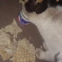 بلو بانک ،ک ب  گربه ازطریق کد دعوت من