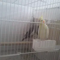 عروس هلندی بالغ|پرنده|گرگان, |دیوار