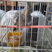 عروس هلندی|پرنده|مشهد, چهارچشمه|دیوار