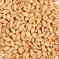 گندم بذری تیرگان