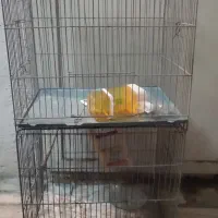 قفس پرنده