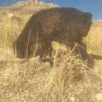 قوچ اصل ترکی روزگاری|حیوانات مزرعه|فریدونشهر, |دیوار