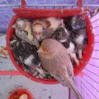 قناری|پرنده|مشهد, میعاد (شهرک غرب)|دیوار