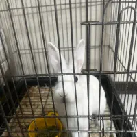 فروش یا معاوضه خرگوش با مرغ عشق|موش و خرگوش|کرج, کرج نو|دیوار