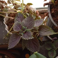 گل آپارتمانی|گل و گیاه طبیعی|مرودشت, ژیان|دیوار