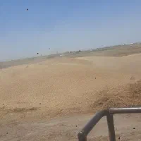 کاه قردنه یا همون گاو دانه