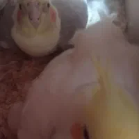 عروس هلندی معاوضه