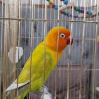 کوتوله ی برزیلی