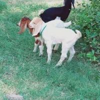 کهره شیری مناسب|حیوانات مزرعه|جیرفت, |دیوار