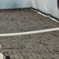 فروش سبزه نارنج|خدمات باغبانی و درختکاری|گلوگاه بابل (گلیا), |دیوار