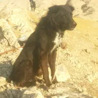 سگ نروماده قدریجان|سگ|کازرون, |دیوار