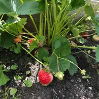 نهال توت فرنگی محلی|گل و گیاه طبیعی|کردکوی, |دیوار