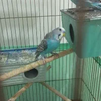 فروش مرغ عشق  سه عدد