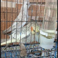 یک جفت عروس هلندی خوش رنگ|پرنده|سنگر, |دیوار