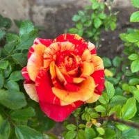 دستیار پزشک پوست با مدرک پرستاری یا پیراپزشکی