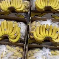 میوه مراسم تالار مجالس جشن عروسی میو استوایی انگور|خدمات پذیرایی، مراسم|تهران, میدان میوه و تره‌بار مرکزی|دیوار