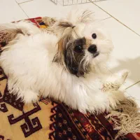 توله سگ شیتزو ۶ ماهه