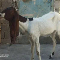 تیشتر پاکستانی|حیوانات مزرعه|کاکی, |دیوار