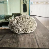 مرجان اکواریوم