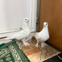 خروس و کفتر نقش و پرشی|پرنده|یزد, |دیوار