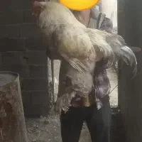 تخم نطفه دار برهما اصل