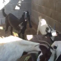 کهره نر و بز برای فروش