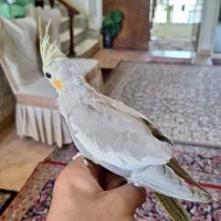 عروس هلندی گم شده