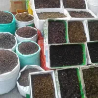 کشمش ابگیری افتابی سایه خشک شیره انگور شانی شرابی