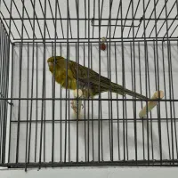 قناری رسمی بلند