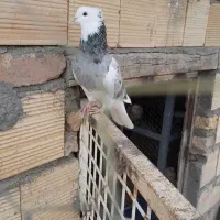 کبوتر طوقی|پرنده|کنگاور, |دیوار