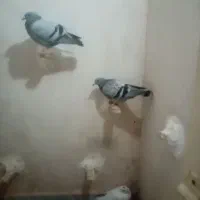 جوجه کبوتر|پرنده|بیرجند, |دیوار