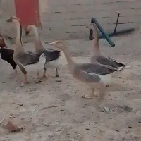 غوغاز اوکراینی دوساله