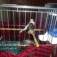 پرنده|پرنده|مراغه, |دیوار