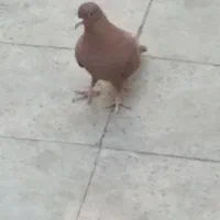 کفتر|پرنده|گلباف, |دیوار