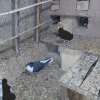 طوقی کلهای سرور دمسفید ساده|پرنده|سمنان, |دیوار