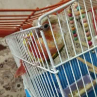 گرینجیگ یک ساله|پرنده|اصفهان, فردوان|دیوار