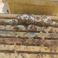 فروش عسل کنار خنج
