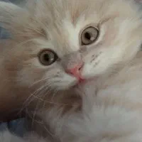 بریتیش گلدن لانگ هیر