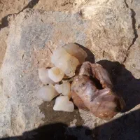 سنگ شجر وتزینی