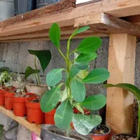 گل و گیاه|گل و گیاه طبیعی|رودسر, |دیوار