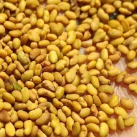 فروش انواع بذریونجه با سابقه ی ۲۰ سال