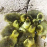 بچه غازچهارروزه