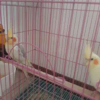 عروس.عروس هلندی|پرنده|تهران, شهرک رضویه|دیوار