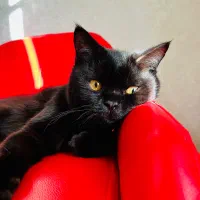 گربه اسکاتیش