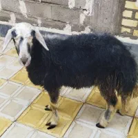 فروش بره ماده