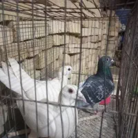 کبوتر زاجر|پرنده|یزد, |دیوار