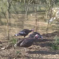 بوقلمون زنده|حیوانات مزرعه|رضوانشهر, |دیوار