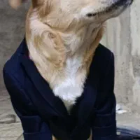 سگ اشپیتس پامریان