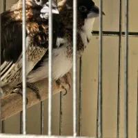 فنچ بنگالی جفت